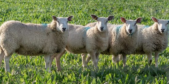 sheep-3897494_1280 (1)